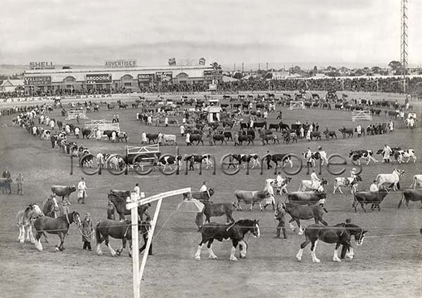 1133 Wayville Show Grounds Agriculture Cattle Horse Parade c. 1936